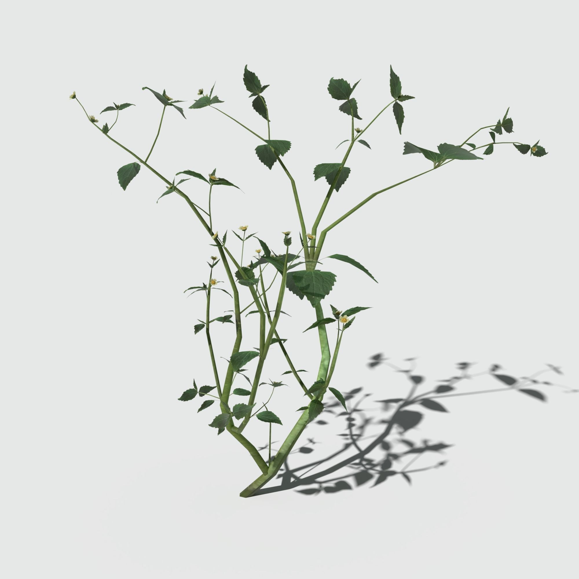 Galinsoga Pack 3D model_10