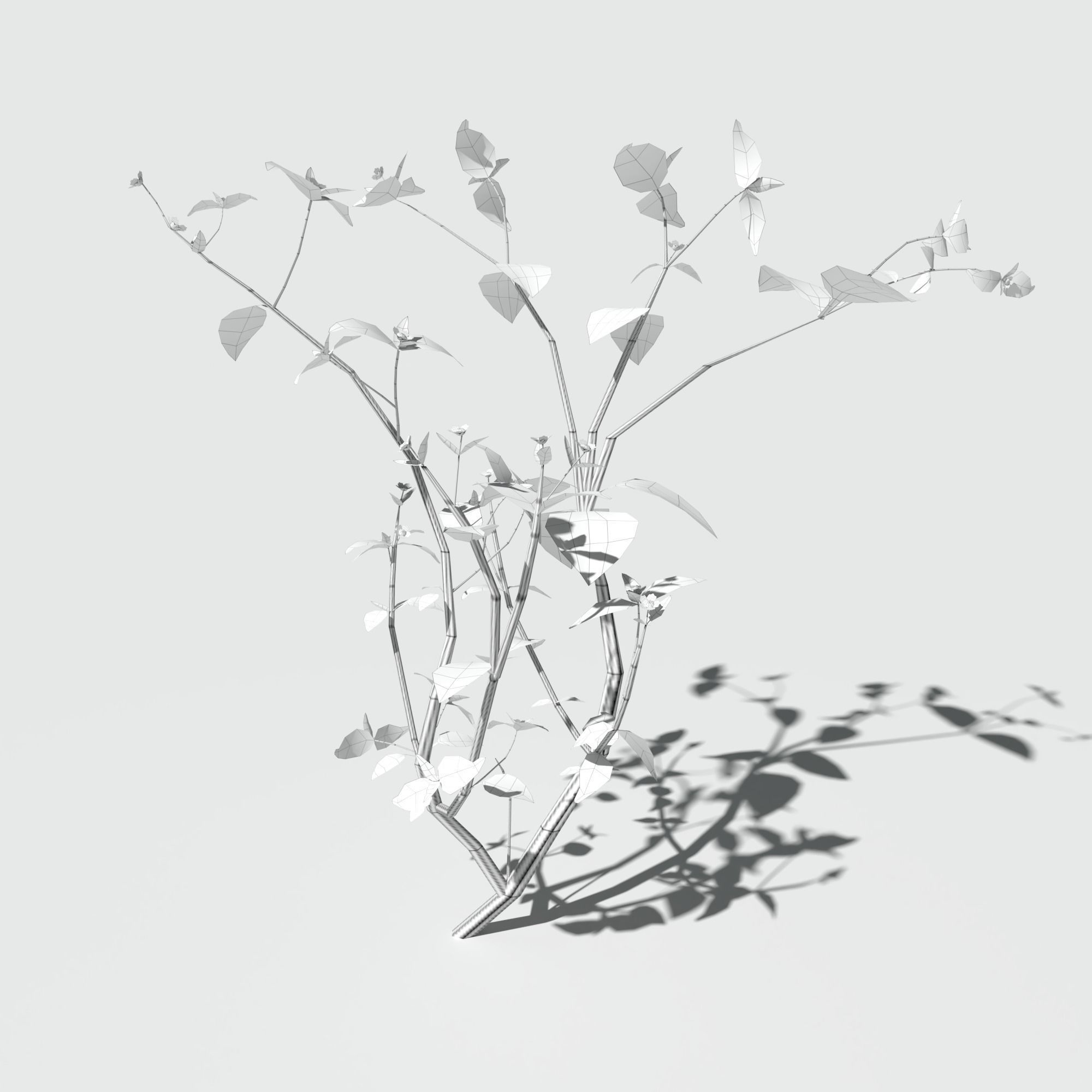 Galinsoga Pack 3D model_11