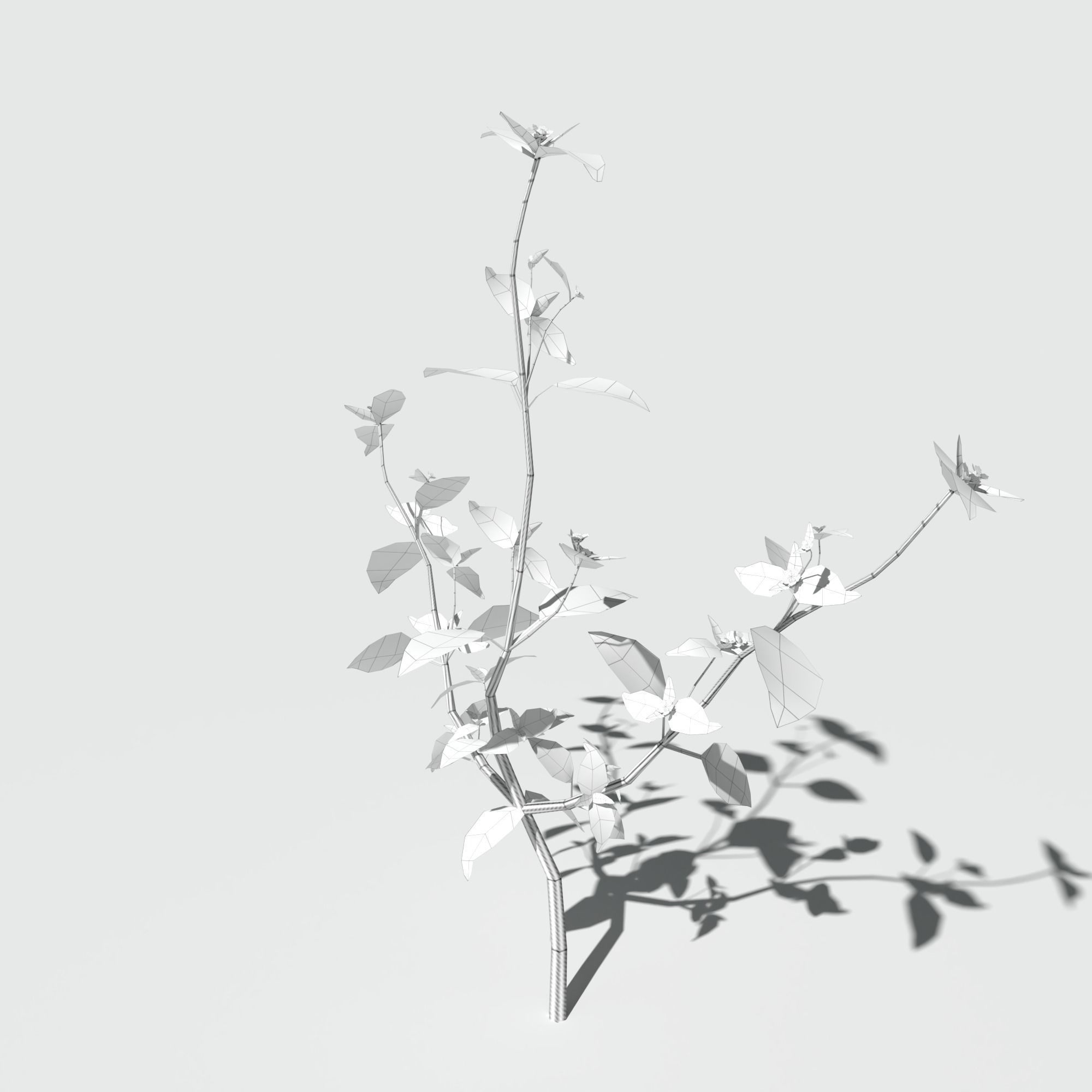 Galinsoga Pack 3D model_13