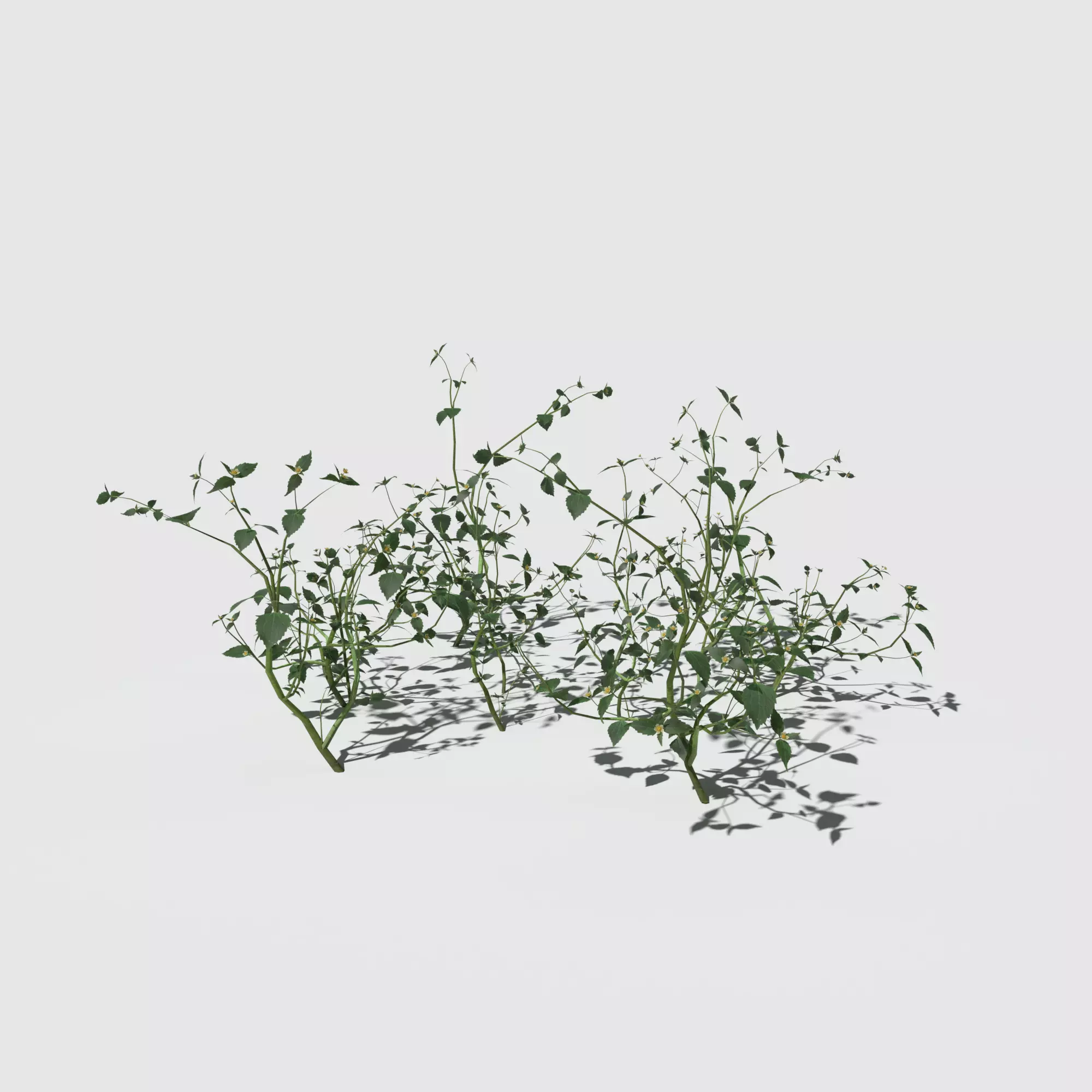 Galinsoga Pack 3D model_0