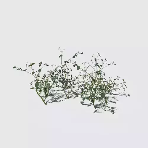 Galinsoga Pack 3D model