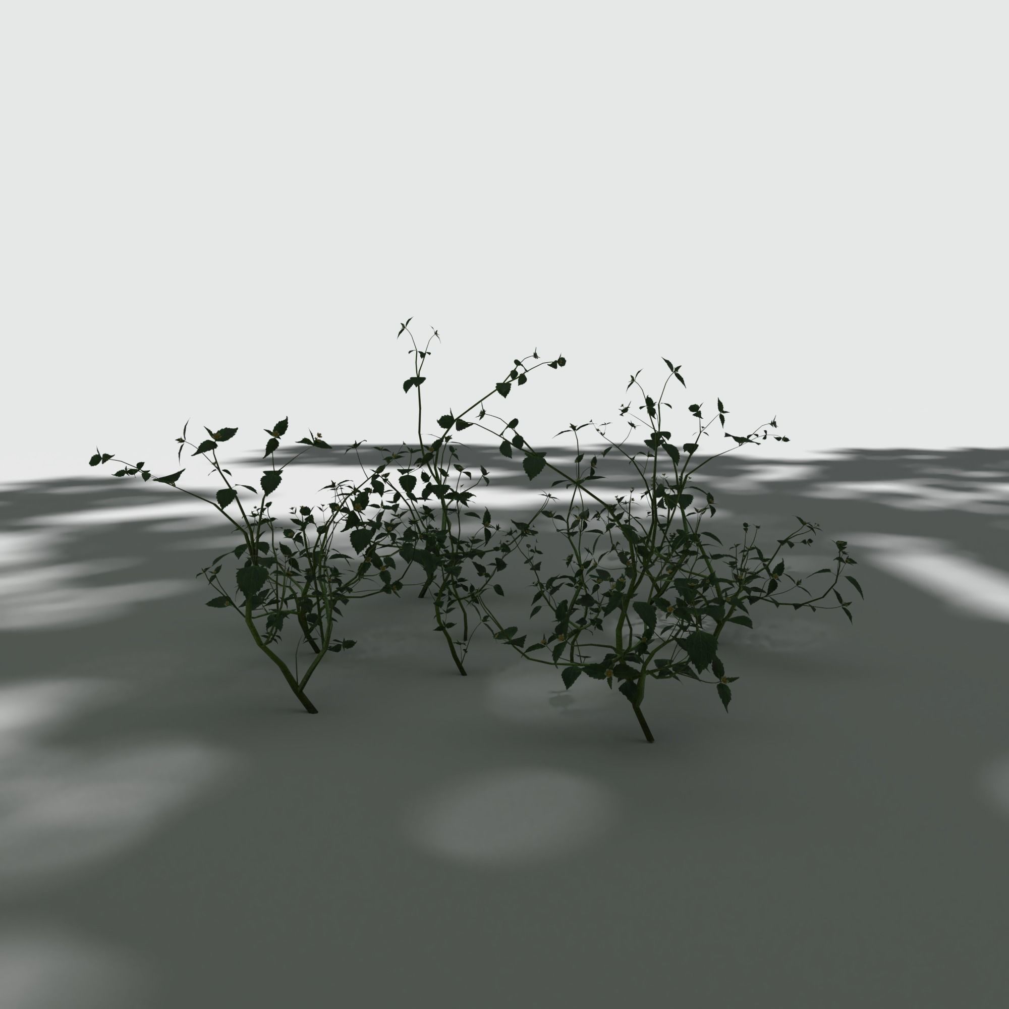 Galinsoga Pack 3D model_1