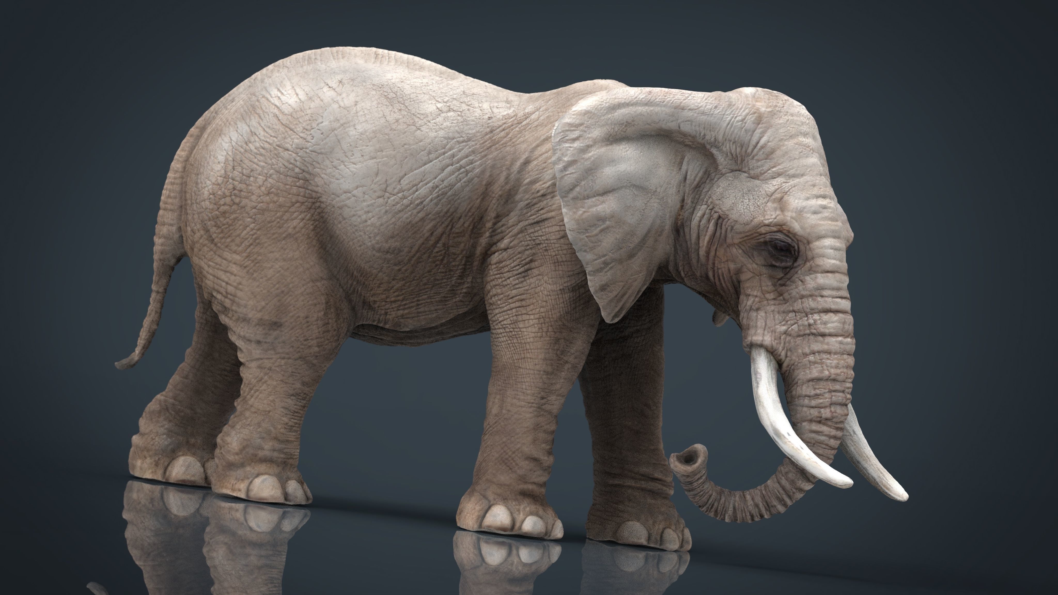 ELEPHANT