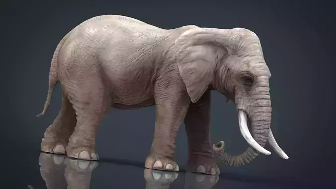 ELEPHANT with tusks Low-poly 3D model
