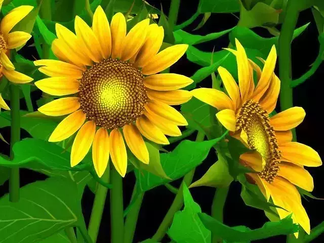 Flower Helianthus Annuus