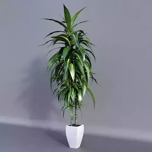 Dracaena Plant 
