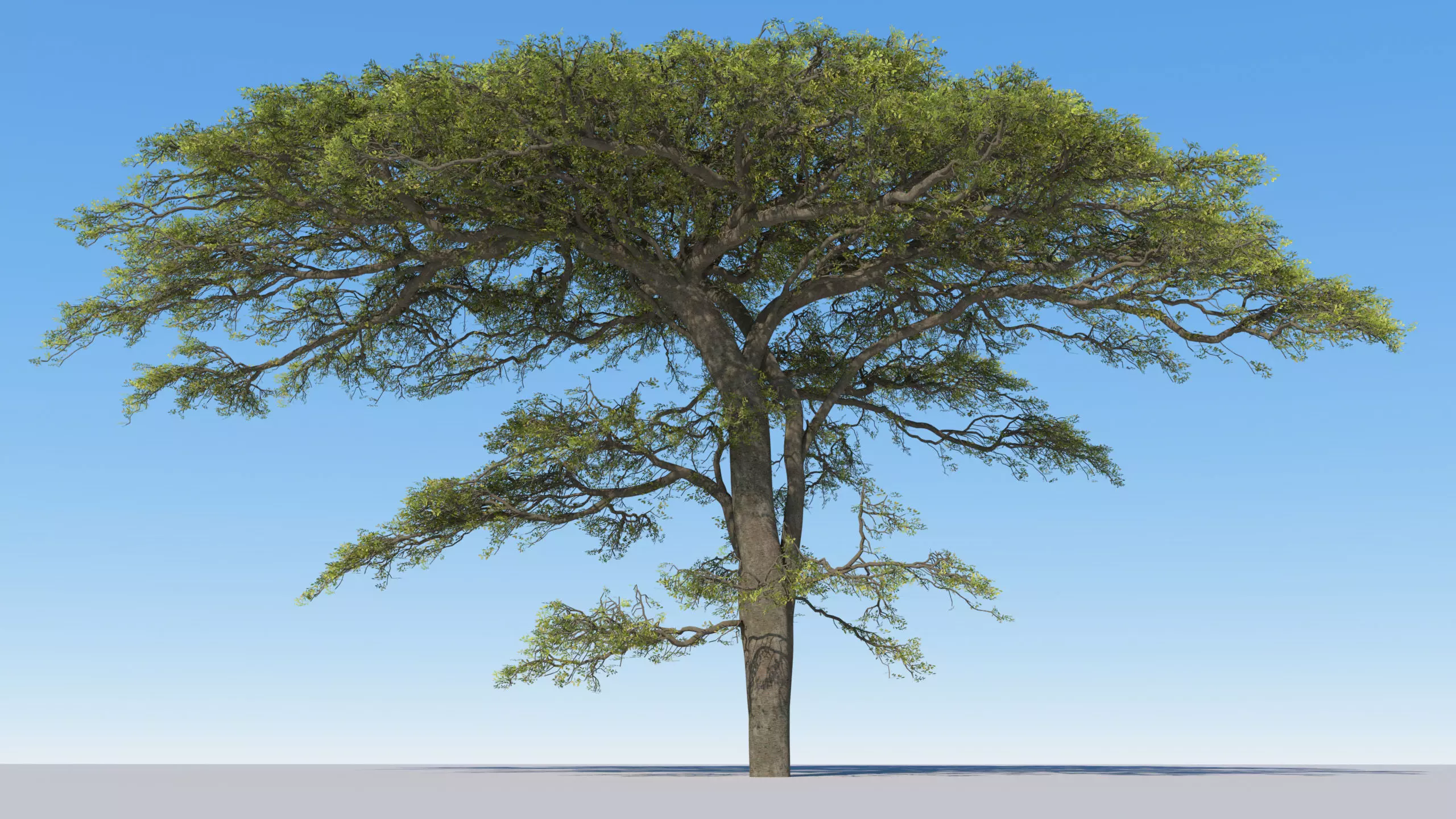 Large hero tree v1 3D model