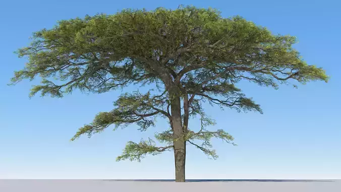 Large hero tree v1 3D model