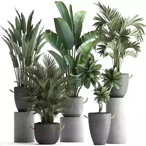 Collection of Exotic Plants 402 3D model