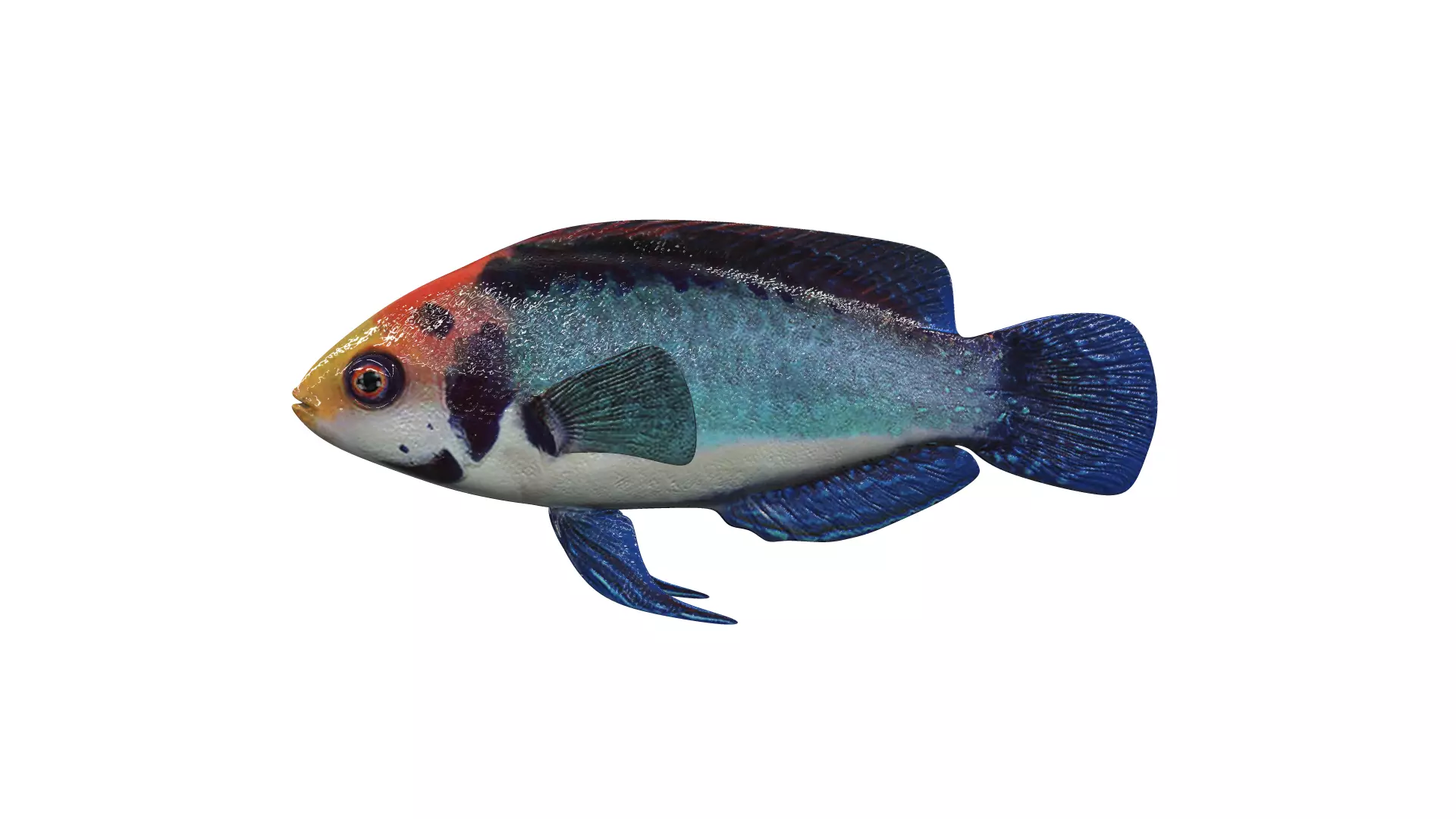 FISH-002 fish 3D model_0