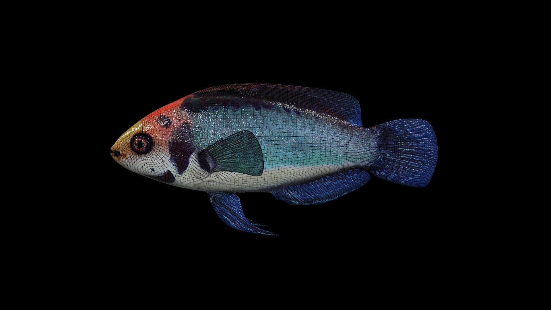 FISH-002 fish 3D model_2