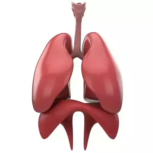 Human Respiratory