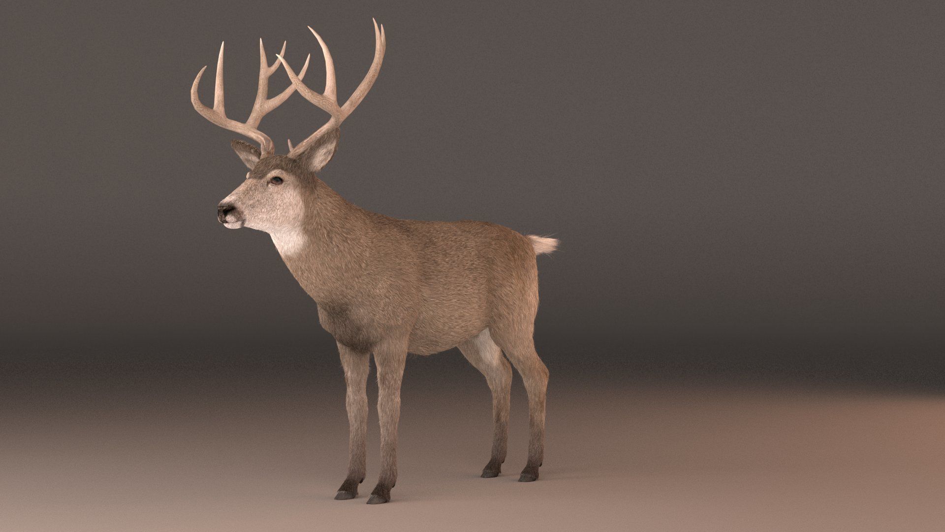 mule Deer 3D model_5
