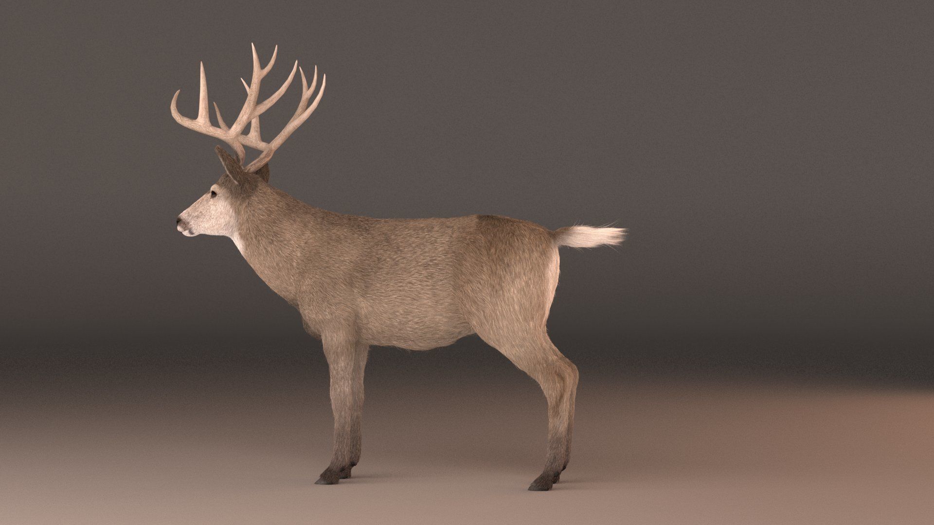 mule Deer 3D model_4