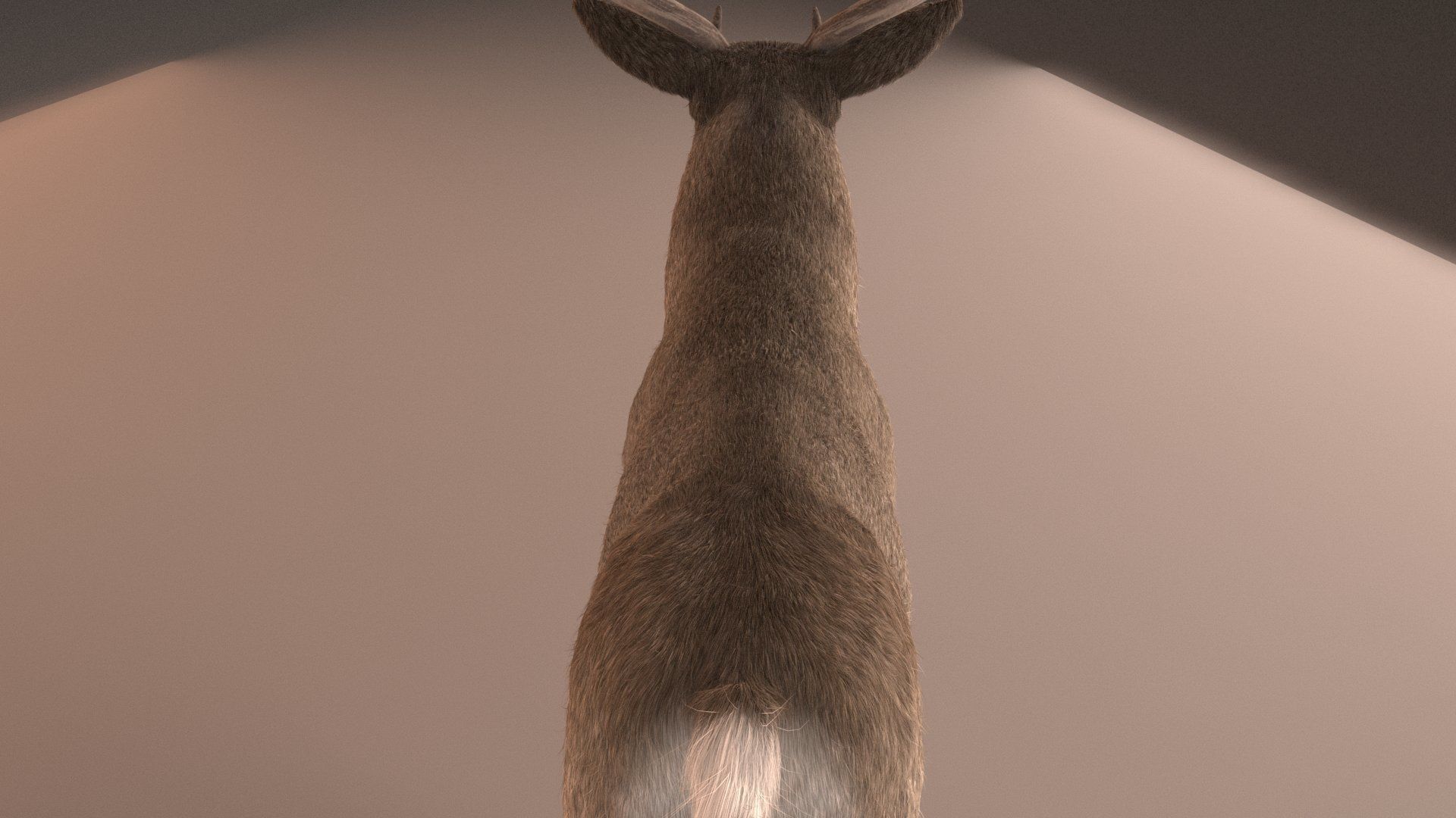 mule Deer 3D model_11