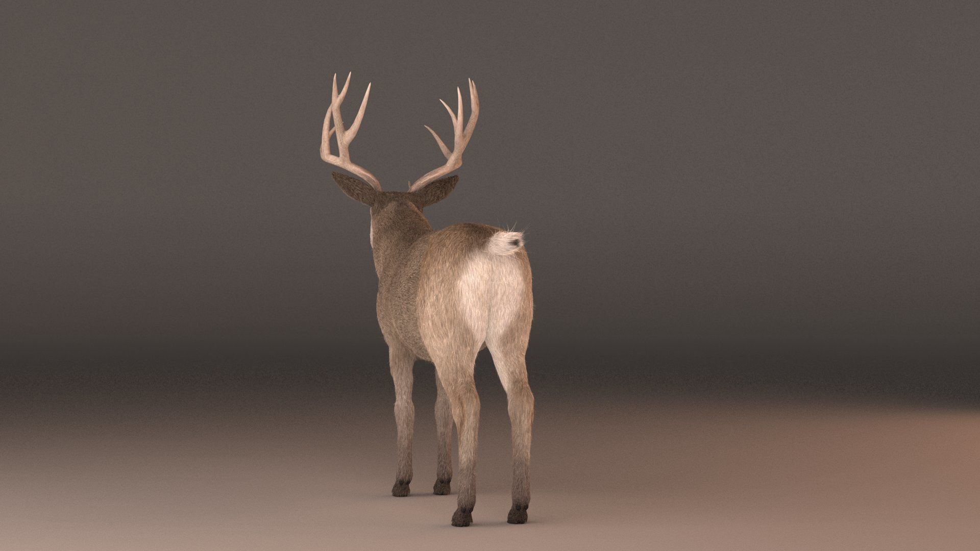 mule Deer 3D model_3