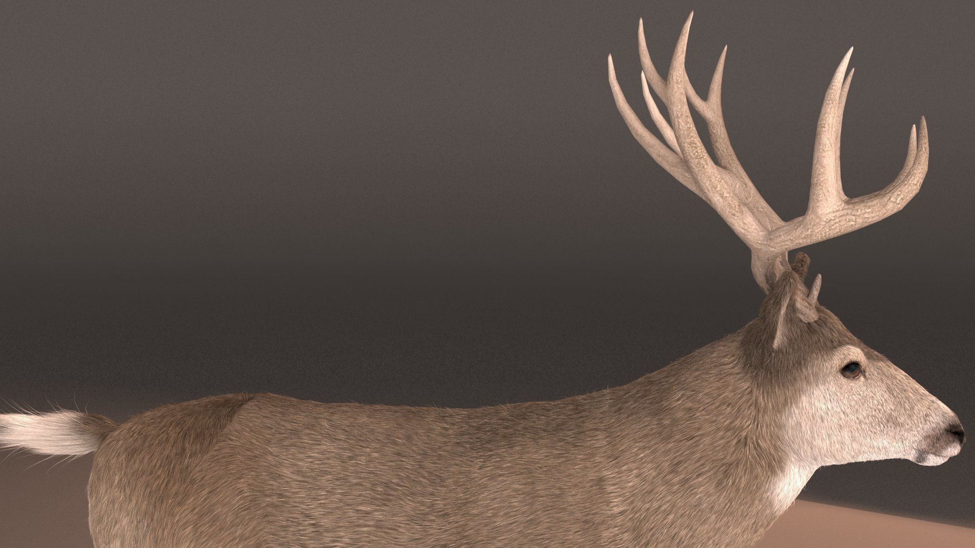 mule Deer 3D model_6