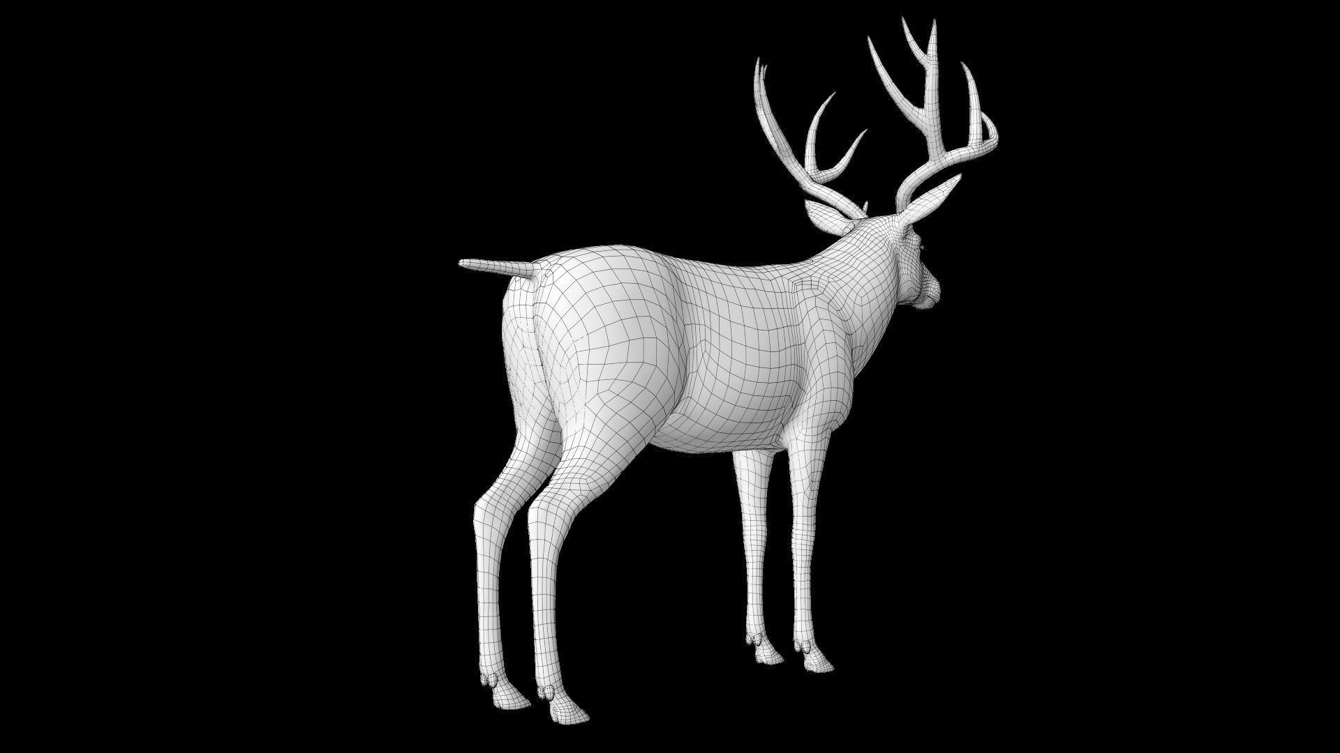 mule Deer 3D model_17