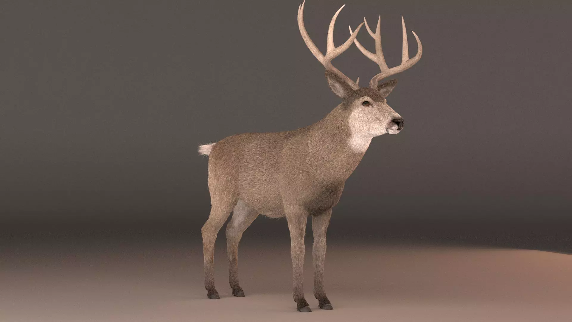 mule Deer 3D model_0