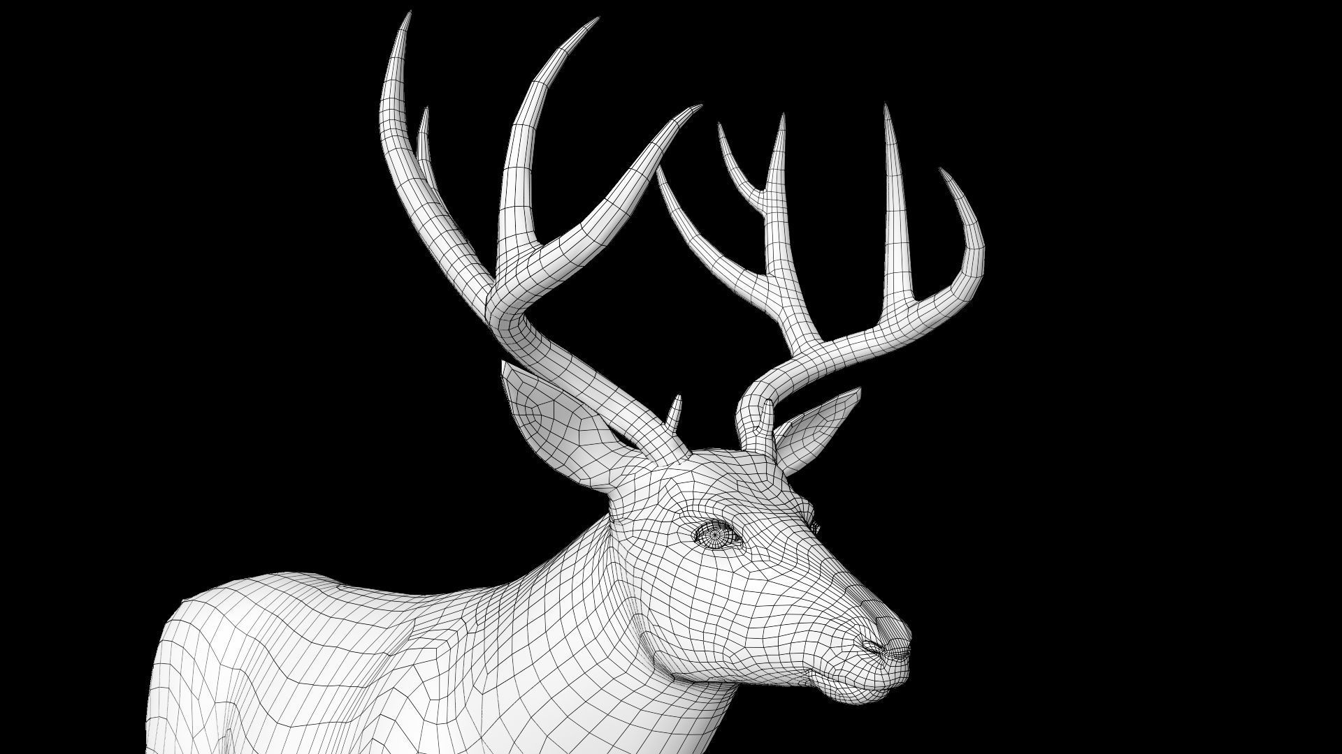 mule Deer 3D model_15
