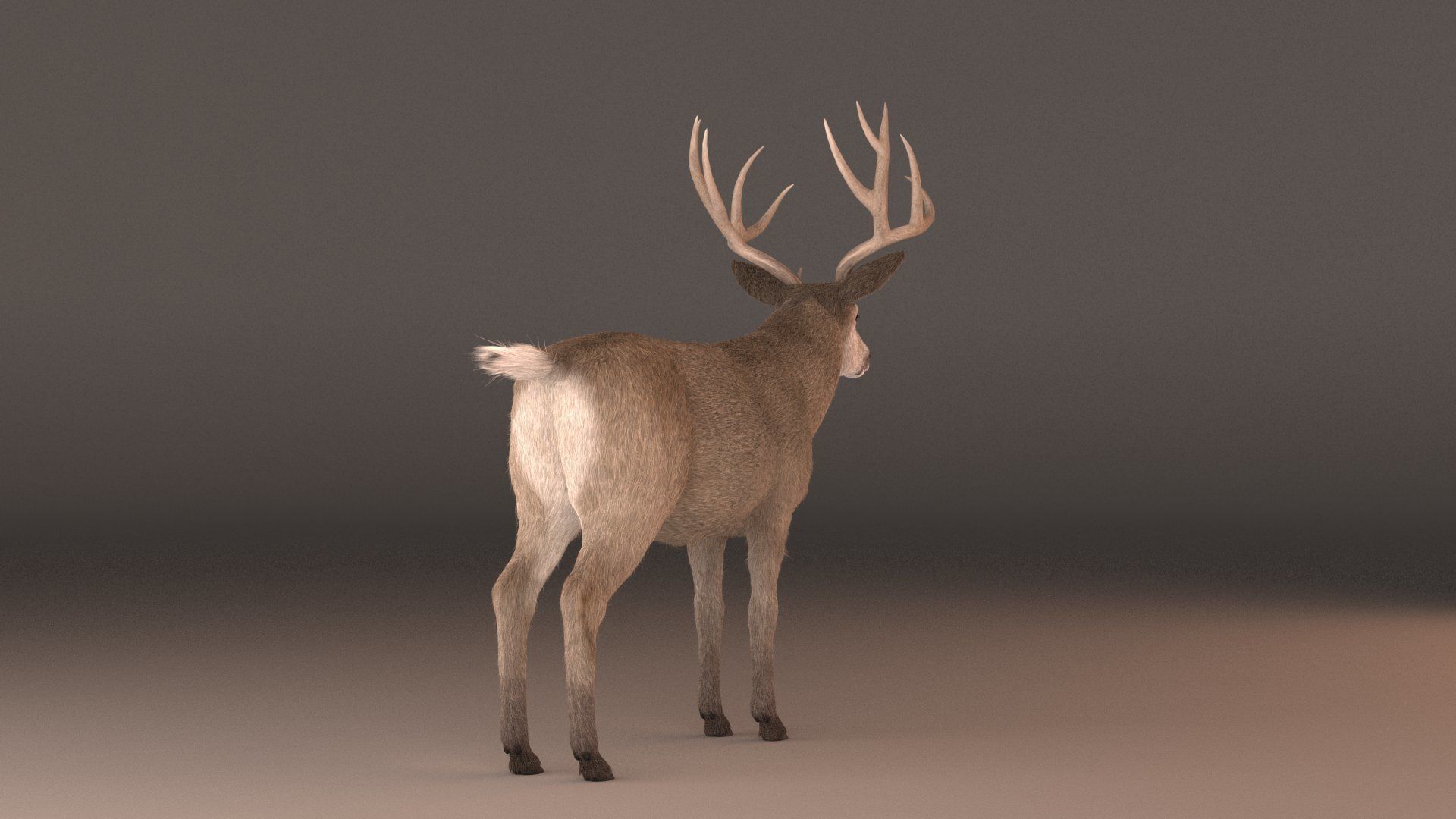 mule Deer 3D model_2
