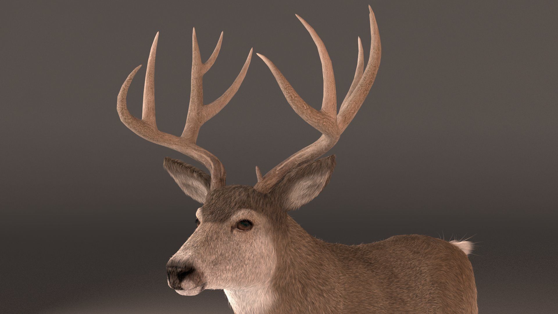 mule Deer 3D model_8