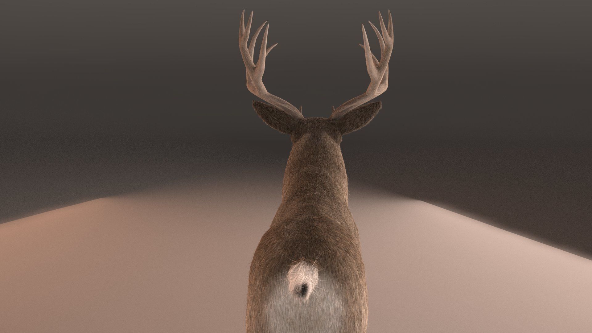 mule Deer 3D model_9