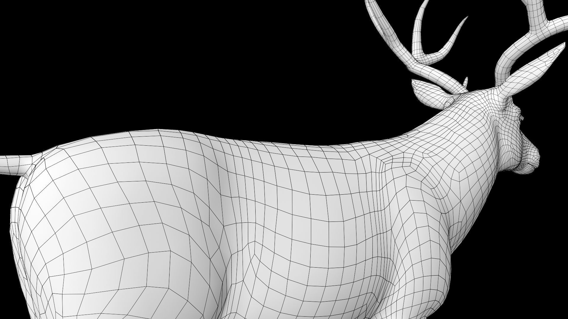 mule Deer 3D model_16