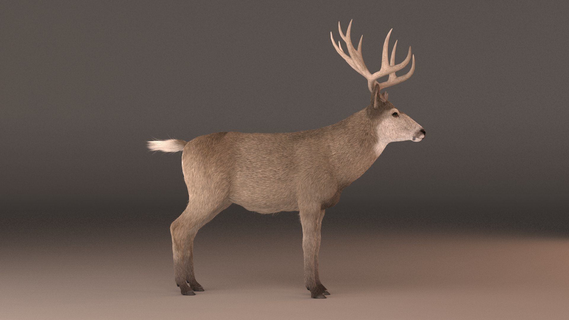 mule Deer 3D model_1