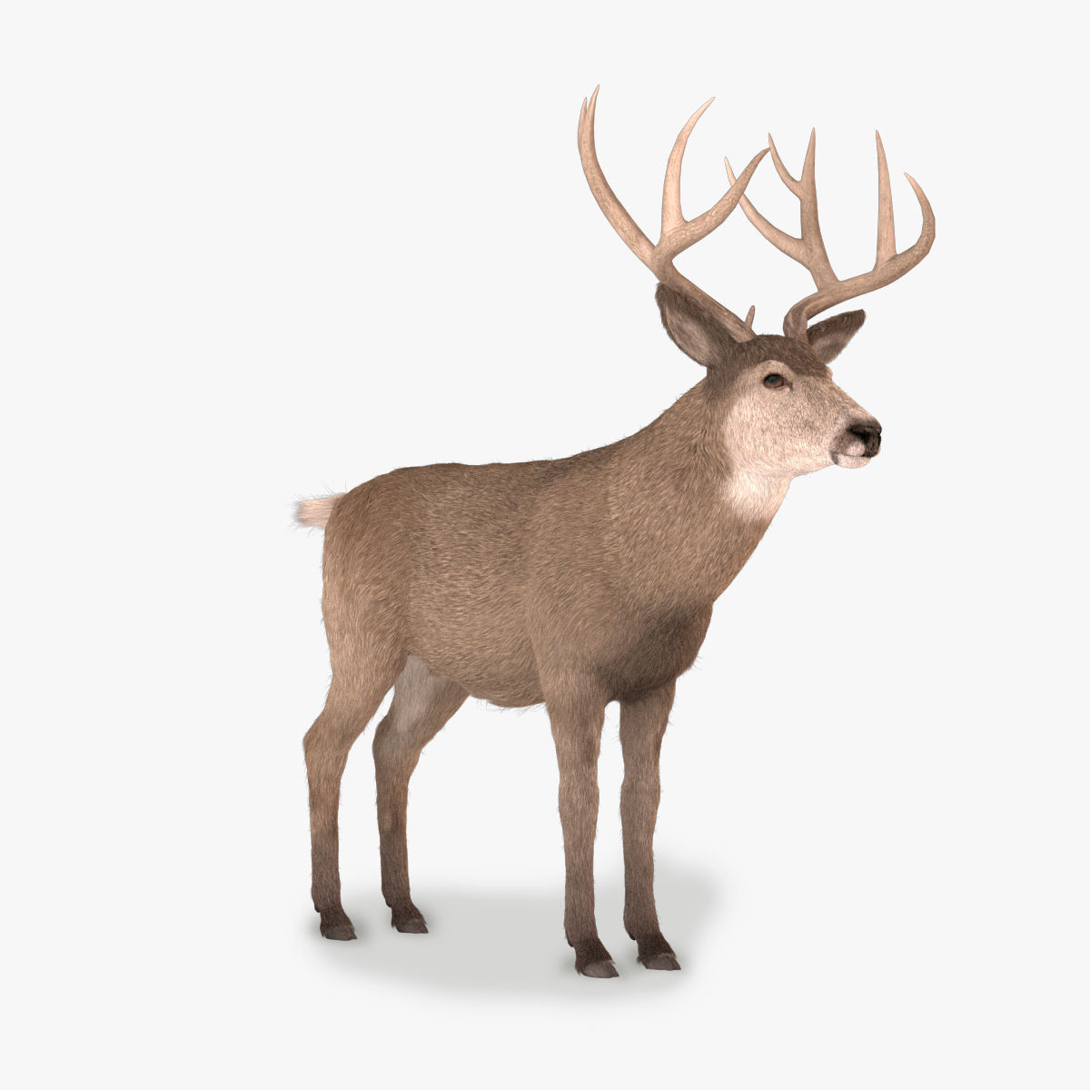 mule Deer 3D model_13