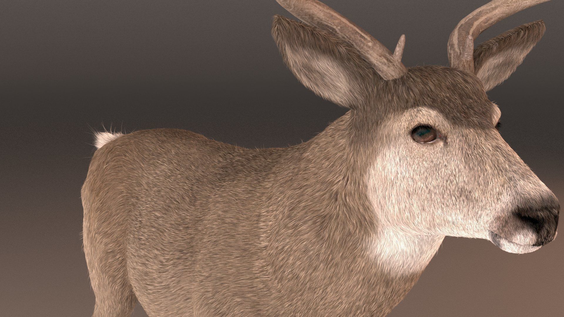 mule Deer 3D model_10