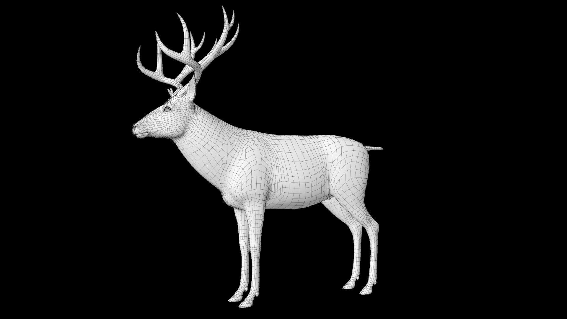 mule Deer 3D model_19