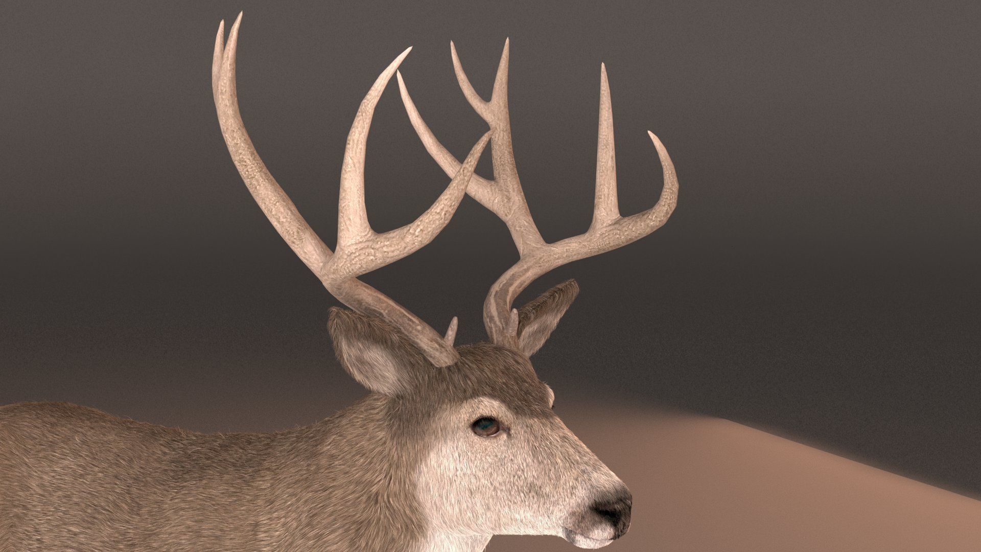mule Deer 3D model_12