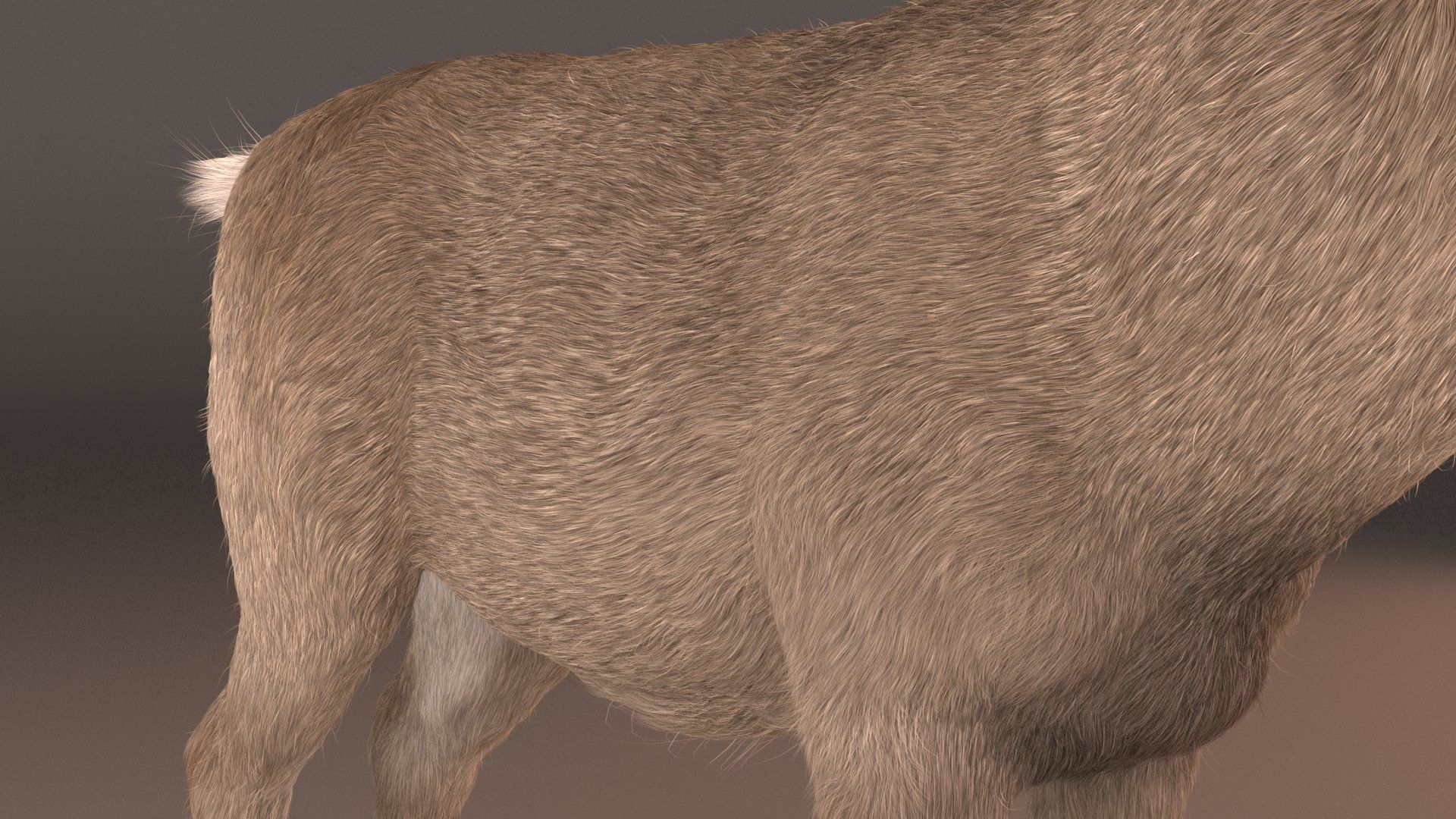 mule Deer 3D model_7