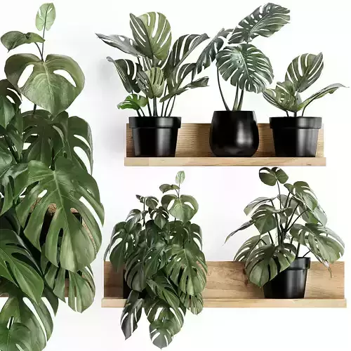 Plant set wall decor vertical garden 403 Monstera