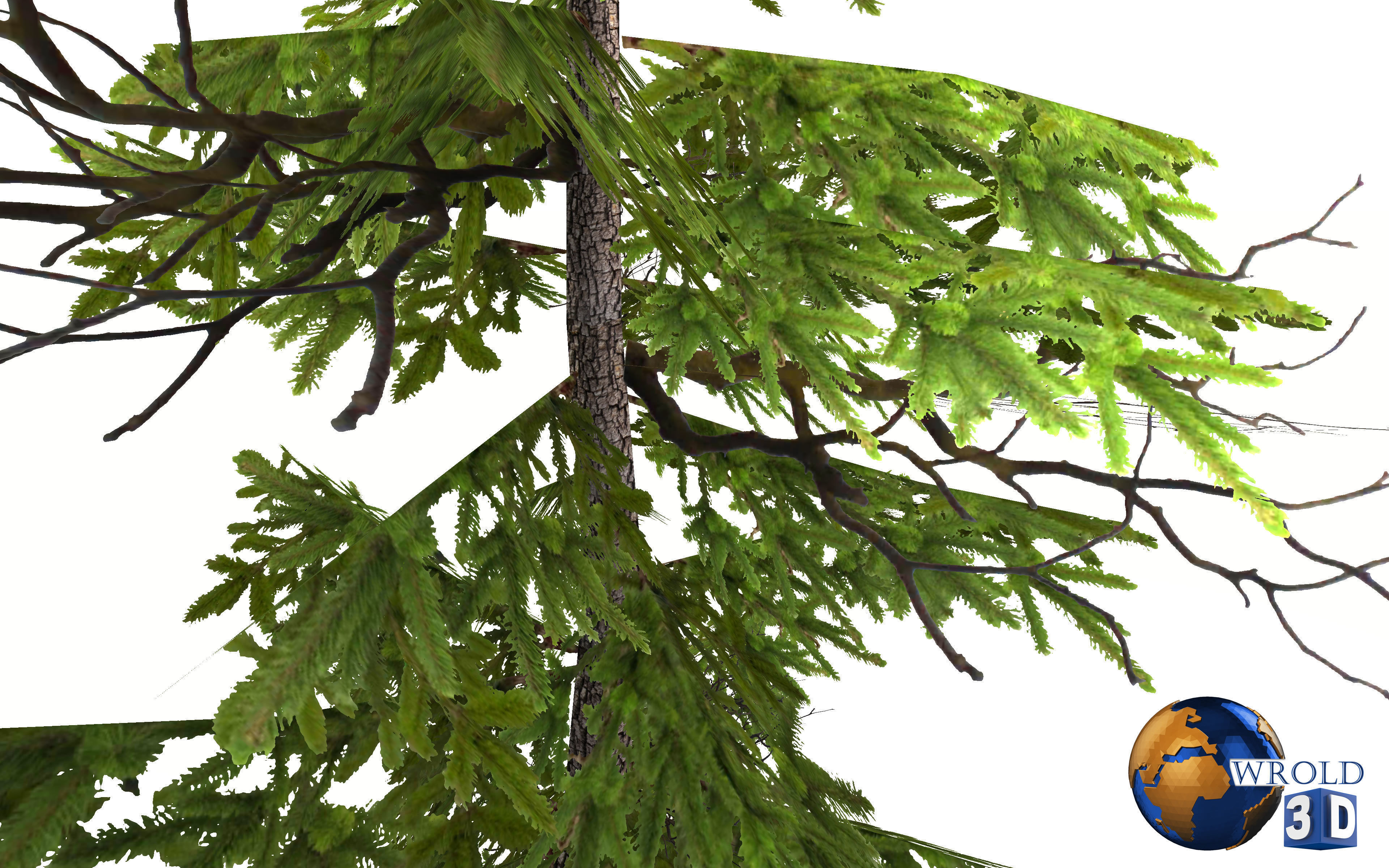 Pine Tree Lowpoly 3d Model Low-poly 3D model_5