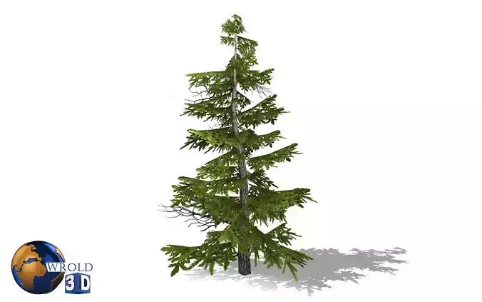 Pine Tree Lowpoly 3d Model Low-poly 3D model