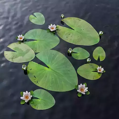 Water Lily 3D model