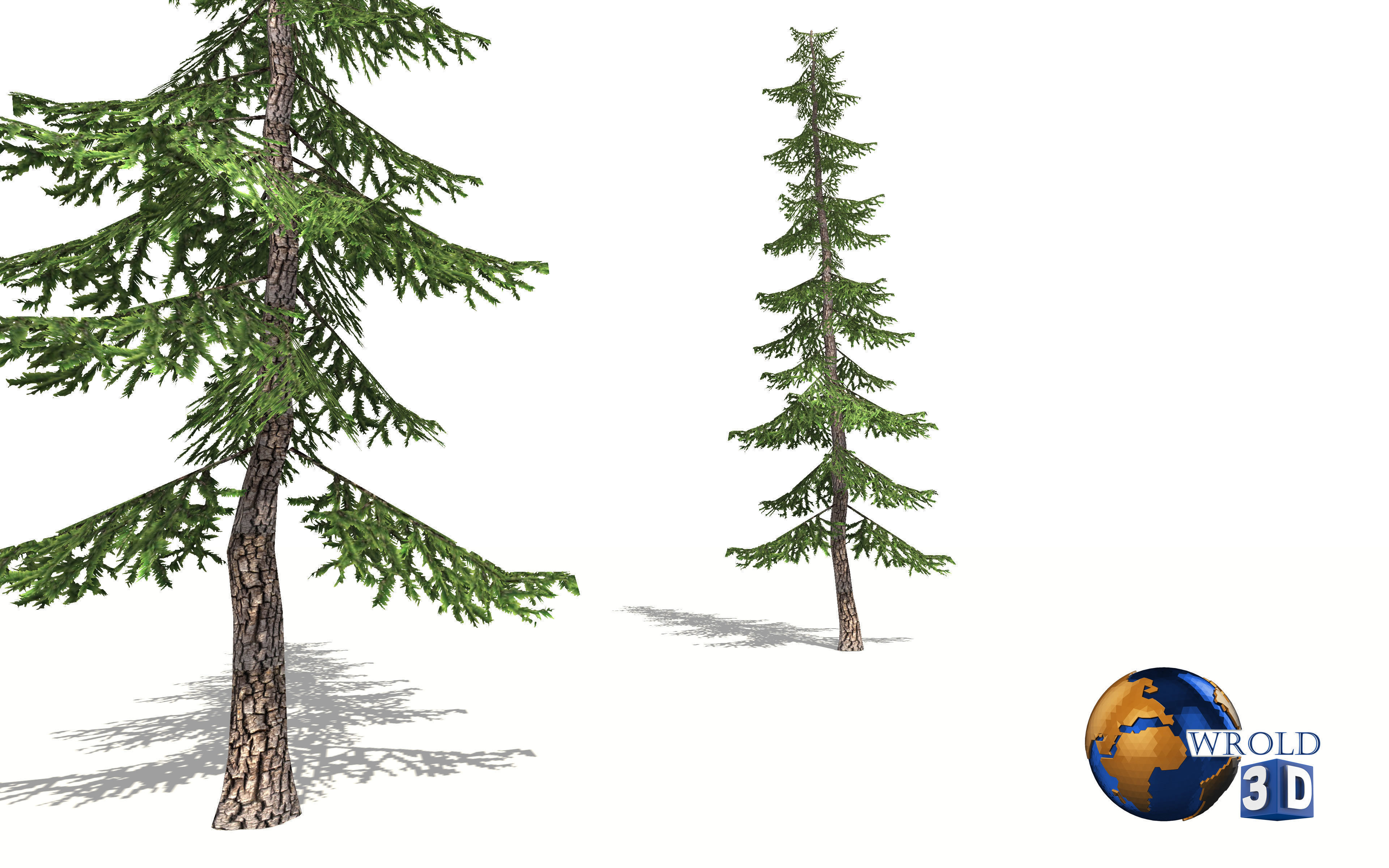 pine tree 3d model Low-poly 3D model_1