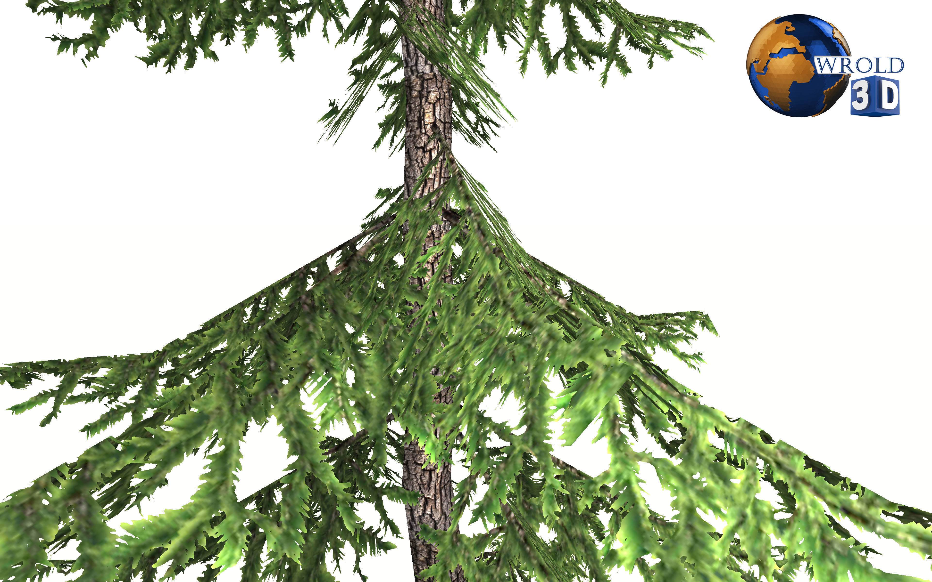pine tree 3d model Low-poly 3D model_4