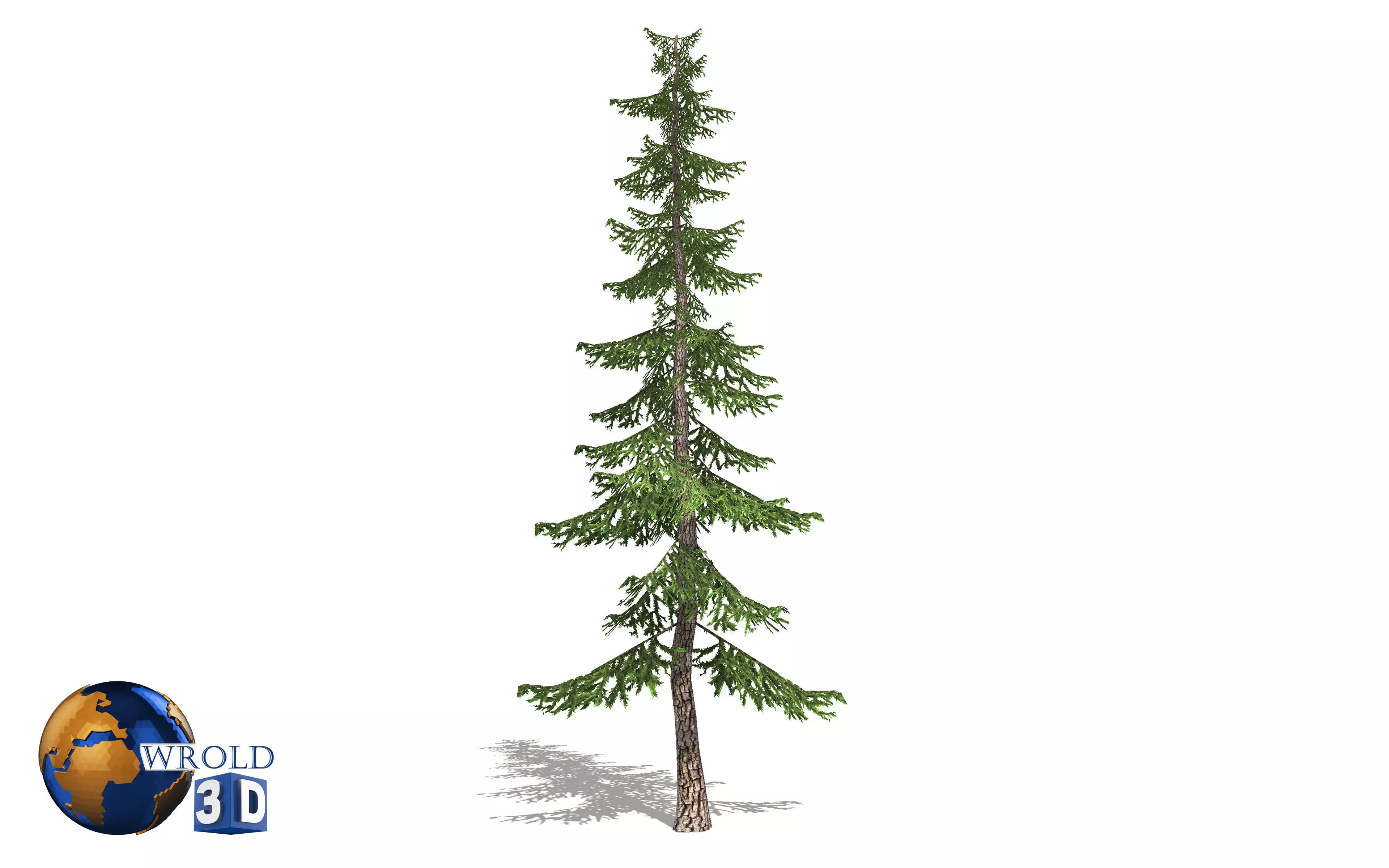 pine tree 3d model Low-poly 3D model_0