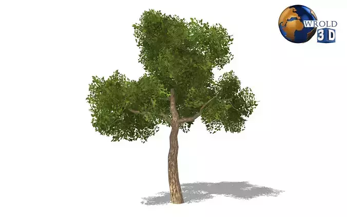 Realistic forest trees lowpoly 3d model