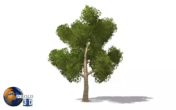 Realistic elm tree lowpoly 3d model Low-poly 3D model