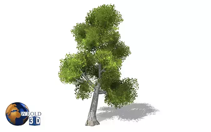 Realistic tree lowpoly 3d model