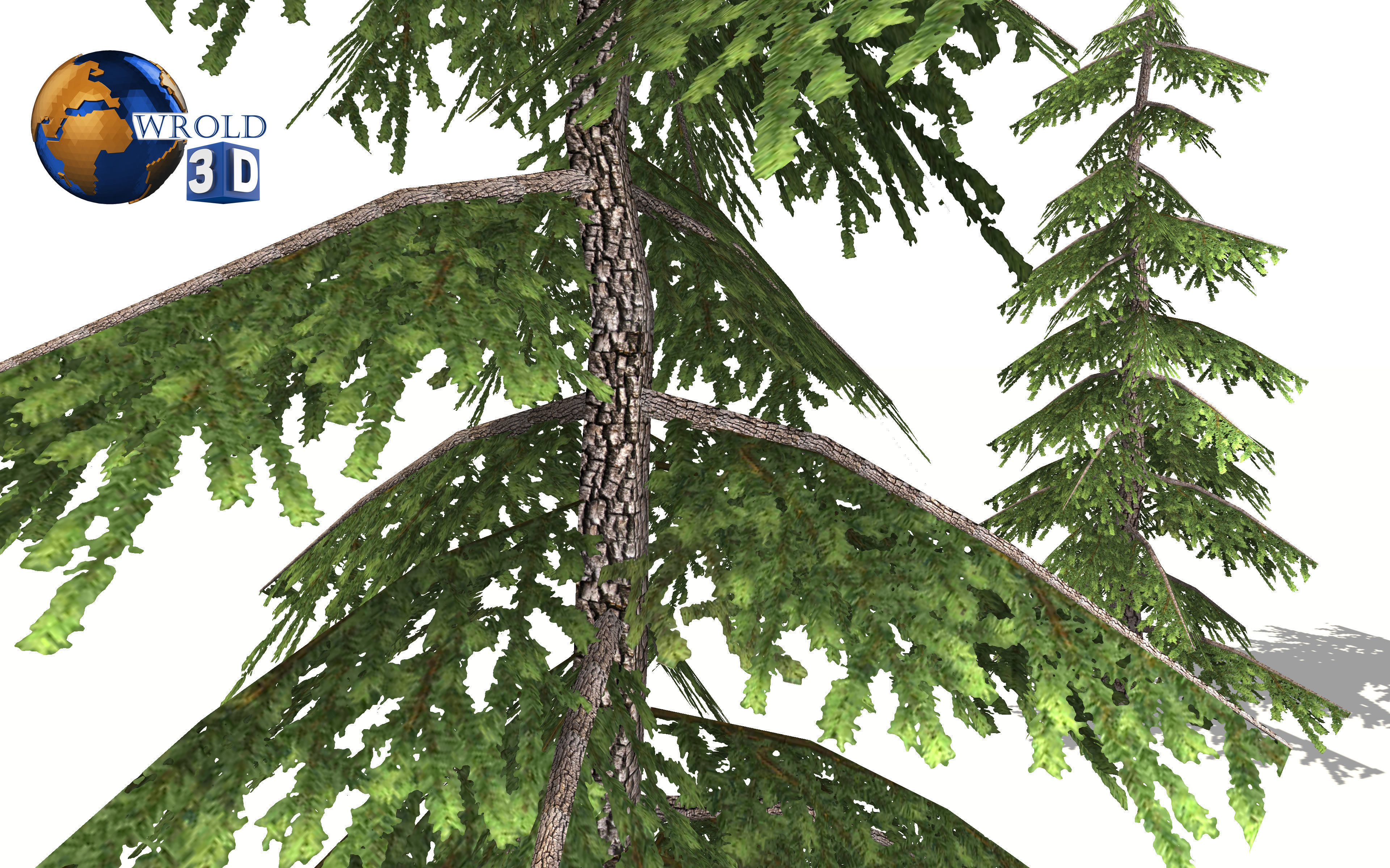 realistic pine tree lowpoly 3d model Low-poly 3D model_5