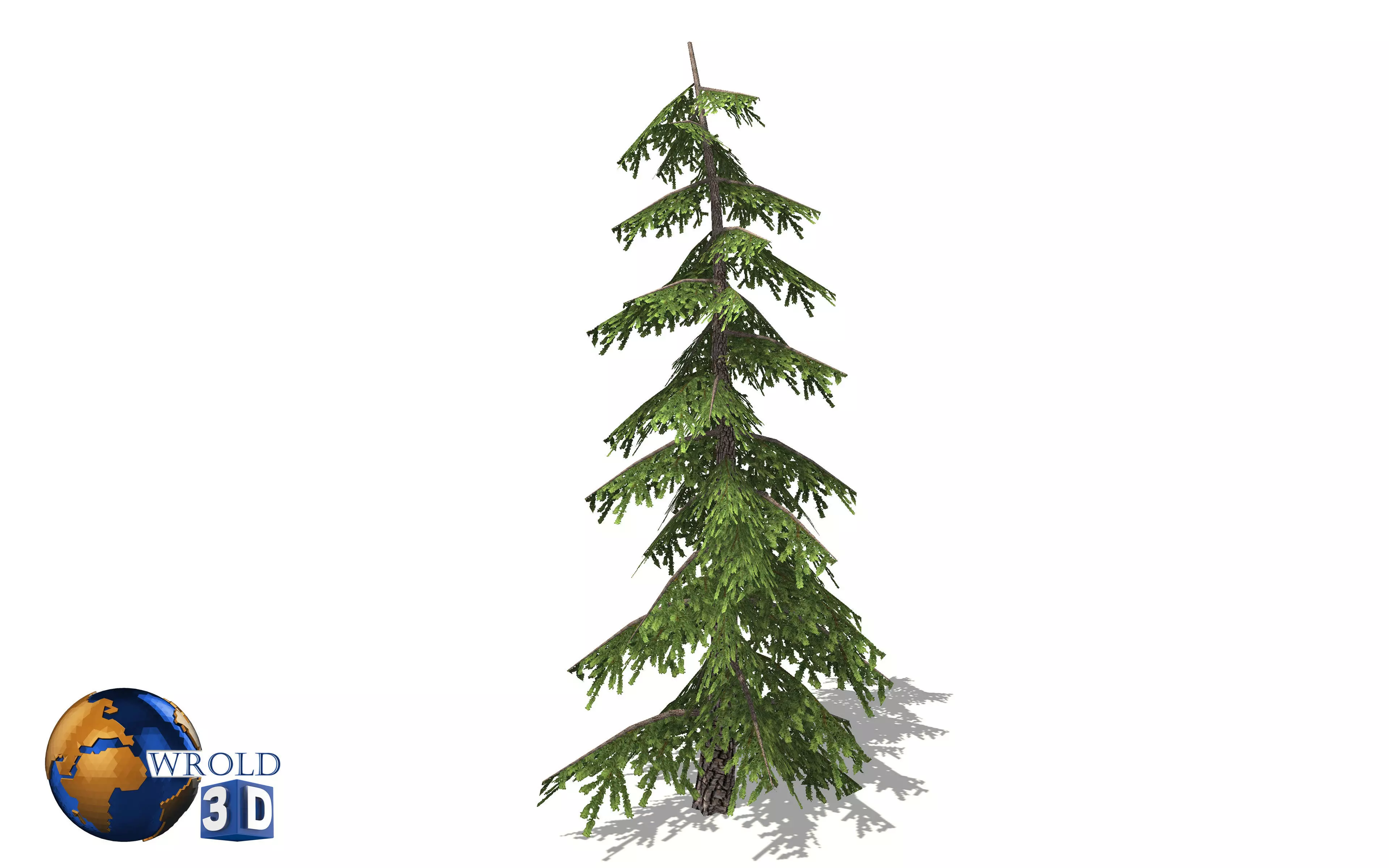realistic pine tree lowpoly 3d model Low-poly 3D model_0