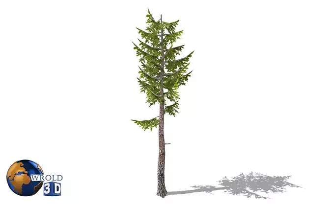 lowpoly pond pine tree type 3d model Low-poly 3D model