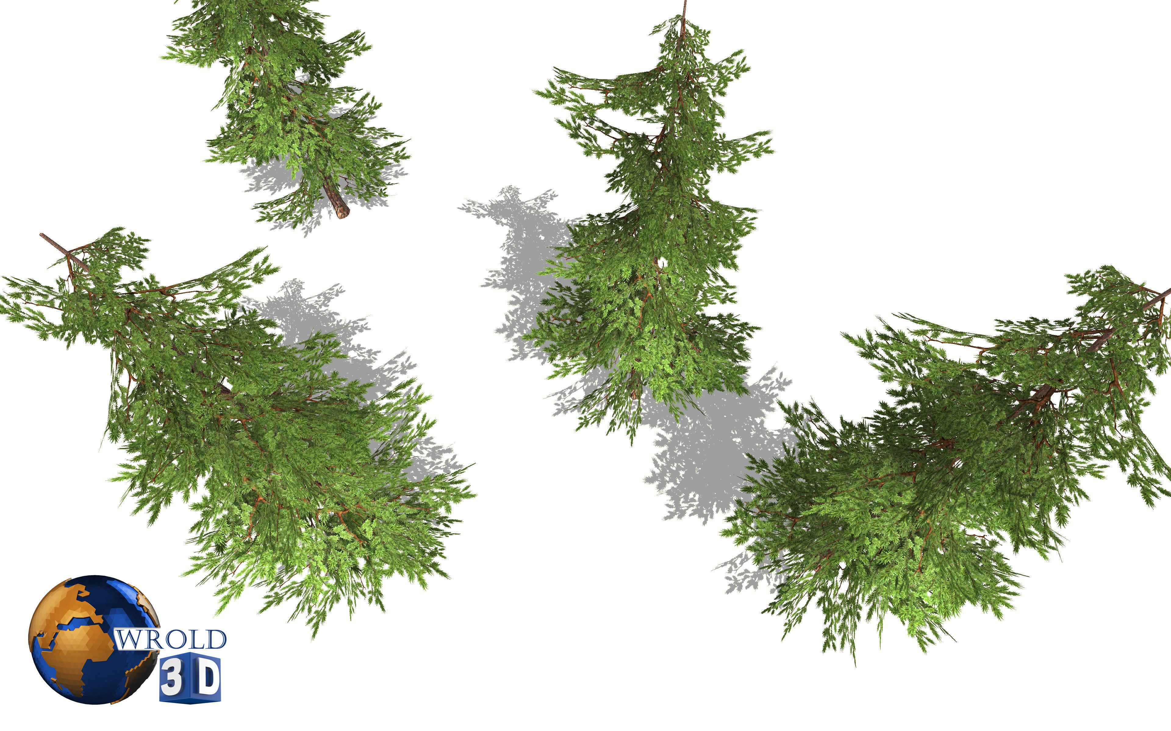 pine tree lowpoly 3d model Low-poly 3D model_3