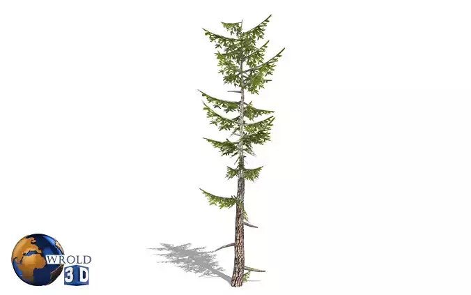 Lowpoly Forest Pine Tree 3D Model Low-poly 3D model