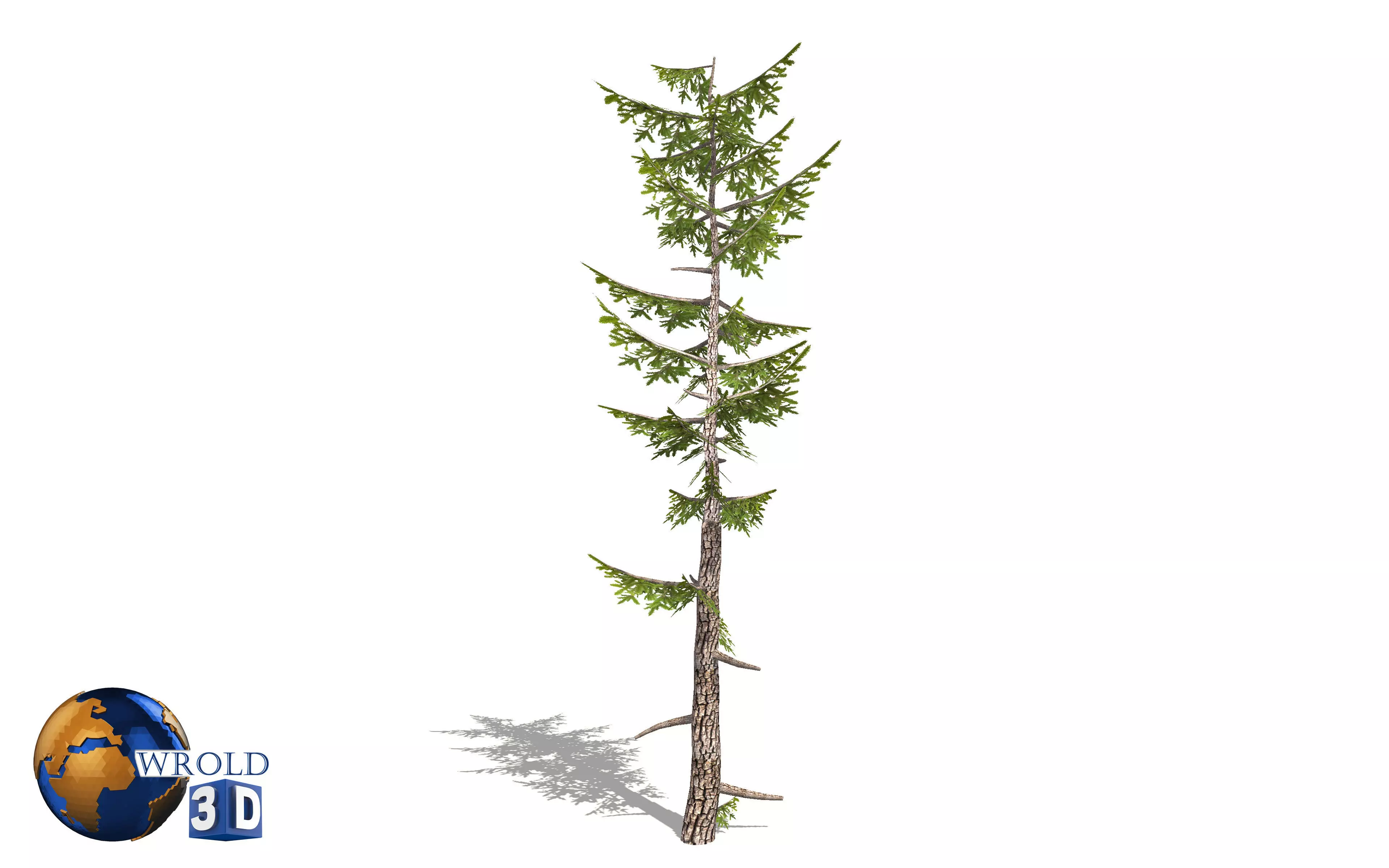 Lowpoly Forest Pine Tree 3D Model Low-poly 3D model_0